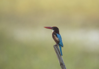 White Throated  Kingfisher 