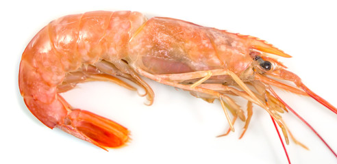 Fresh prawn or fresh shrimp isolated on white background, Food background.