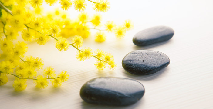 mimosa con pietre nere