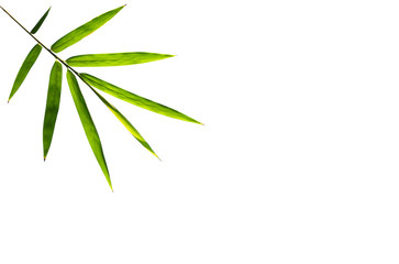 twig and bamboo leaf isolated on white background