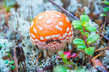 The Amanita (Pluteaceae) close-up. Nadym. Yamal.