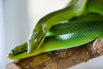 Two green snakes: red-tailed green ratsnake (Gonyosoma oxycephalum, also known as arboreal ratsnake and red-tailed racer).