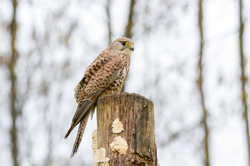 European Kestrel (Falco tinnunculus) perched on tree stump