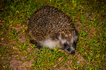 The hedgehog on the green grass. Summer. Hedgehog, wild, European hedgehog on green grass with green background. In natural, outdoor setting. Erinaceus europaeus. Landscape.