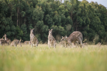 Kangaroos in the countryside