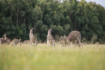 Acrylic prints Kangaroo Kangaroos in the countryside