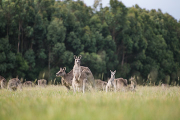 Kangaroos in the countryside