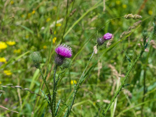 Blooming Thistle or Cirsium flower with bokeh background close-up, selective focus, shallow DOF