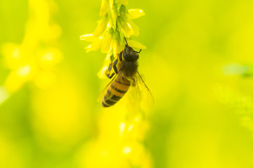 honey-laiden bee with the yellow pollen on foot collects the nectar from the flower Melilotus officinalis, yellow sweet clover, yellow melilot, ribbed melilot, common melilot