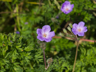 Flowers of cranesbill or Geranium with defocused background macro, selective focus, shallow DOF