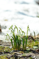 a bush of white snowdrops in a garden under the sun on a snow background