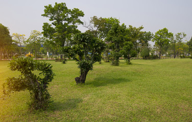Beautiful lawn and trees in the park.