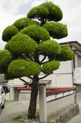 Soft Treen Japan