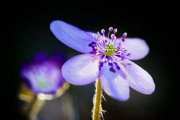Close-up macro photo of a purple Liverwort (Anemone hepatica) wildflower