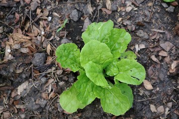 Lettuce leaf vegetables planted in the field there is a worm drilling. Nature background concept.