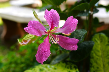Bauhinia purpurea pollen or Butterfly TreePink flower.
