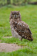 Eurasian Eagle Owl (Bubo bubo) on grassy floor