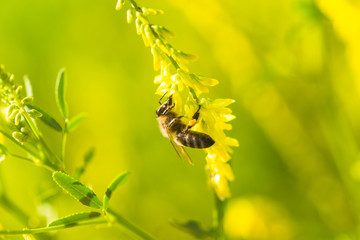 honey-laiden bee with the yellow pollen on foot collects the nectar from the flower Melilotus officinalis, yellow sweet clover, yellow melilot, ribbed melilot, common melilot