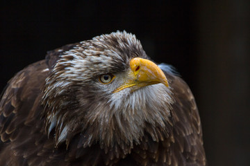 Bald Eagle (Haliaeetus leucocephalus) Portrait also known as American Eagle