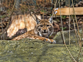Scandinavian lynx, Lynx lynx lynx, resting on a boulder