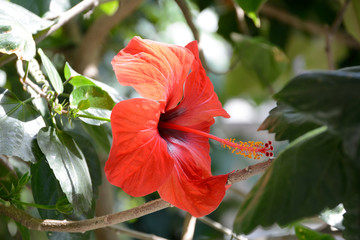 Hibiskus © Kamyk
