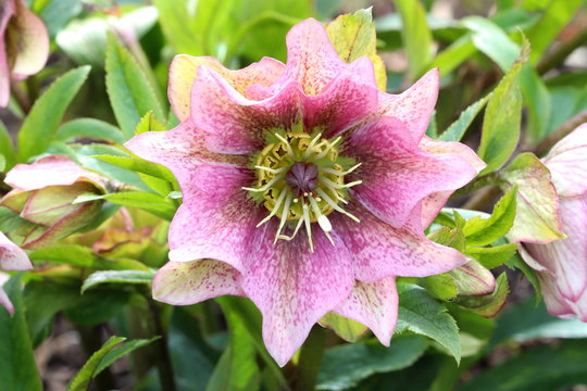 Helleborus Orientalis In Pink Makro