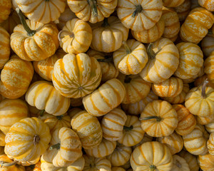 Pile of Squash