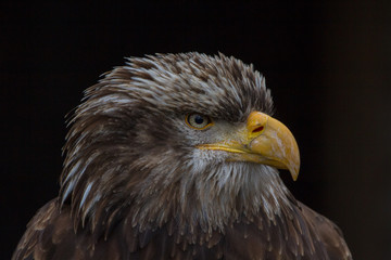 Bald Eagle (Haliaeetus leucocephalus) Portrait also known as American Eagle
