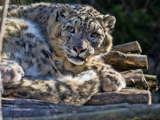 Resting Snow Leopard, Uncia uncia
