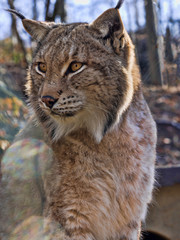 Scandinavian lynx, Lynx lynx lynx, resting on a boulder