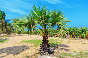 Fototapeta na wymiar a small palm tree on the ocean
