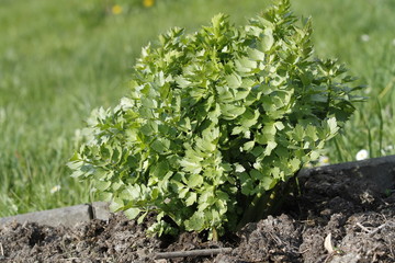 Young budding lovage growing in the garden