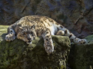 Fototapeta premium Resting Snow Leopard, Uncia uncia