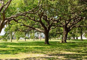 Fototapeta na wymiar Green park with huge and old trees in Charleston