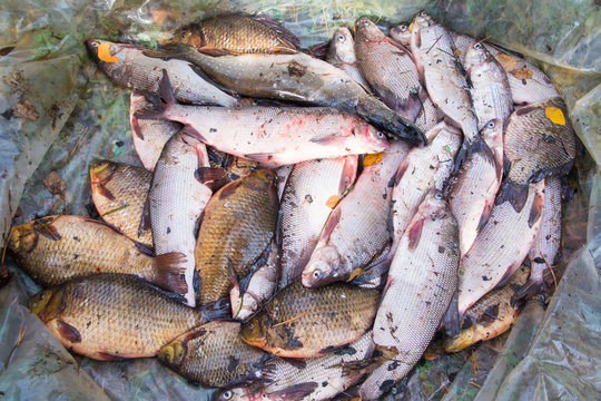 The Coregonus peled, Coregonus nasus (white fish) and crucians. Yamal.