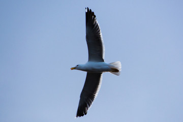 The Siberian gull flying. Nadym. Yamal.