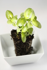 green basil with soil in white cup isolated on white