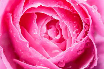 Fototapeta premium Close up of beautiful pink rose with water drops, selective focus. Beautiful natural flower background.