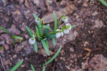 Galanthus, snowdrop three flowers against the background of trees.