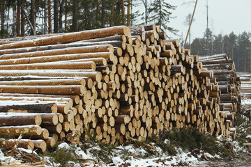 Logs stacked after felling. Forestry production.