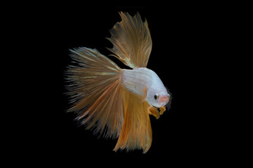 The moving moment beautiful of siam betta fish in thailand on black background. 