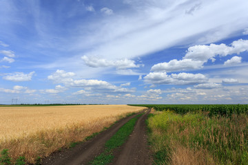 Fototapeta na wymiar Dirt road through the fields