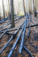Fototapeta premium forest after fire