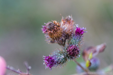 Withered flowers Carduus or plumeless thistles purple flower close-up on thorns background.