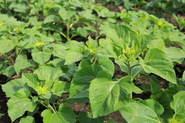 Young sunflower plants in the field