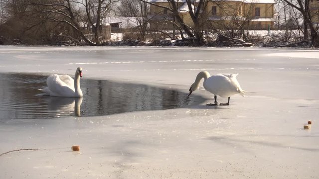 two white swans on ice 