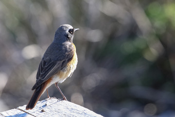 common redstart 