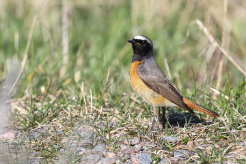 common redstart 