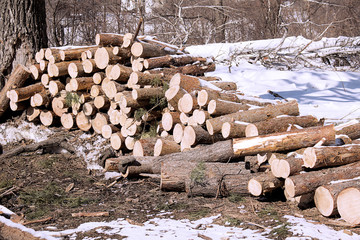 logging in winter forest
