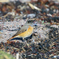 common redstart 